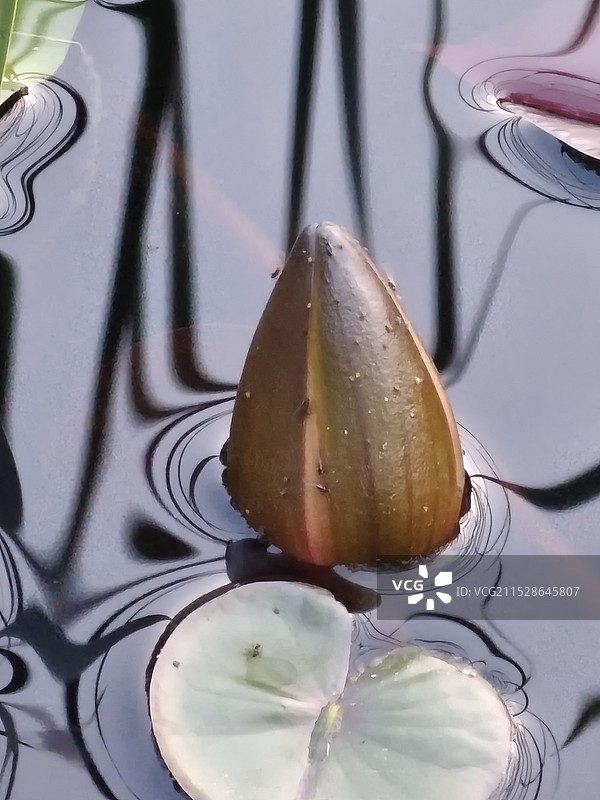 小荷才露尖尖角图片素材