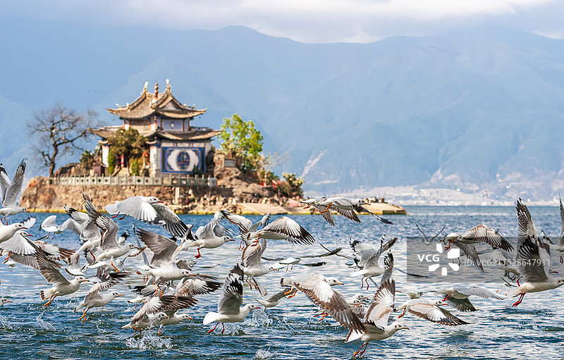 洱海小普陀的红嘴鸥，从水面上飞起图片素材