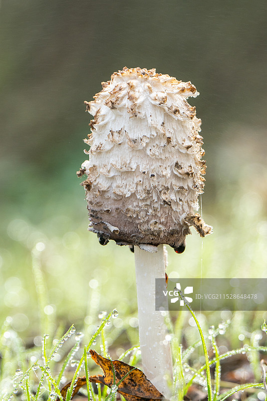 野生小菌菇图片素材