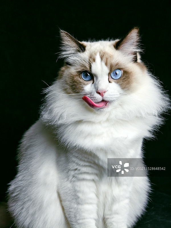 伸舌头的猫咪图片素材