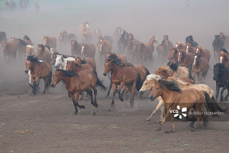 乌兰布统，马场上奔跑的马群图片素材