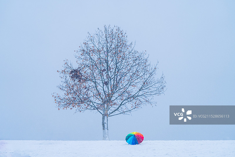 雪后钟山体育公园的网红树图片素材