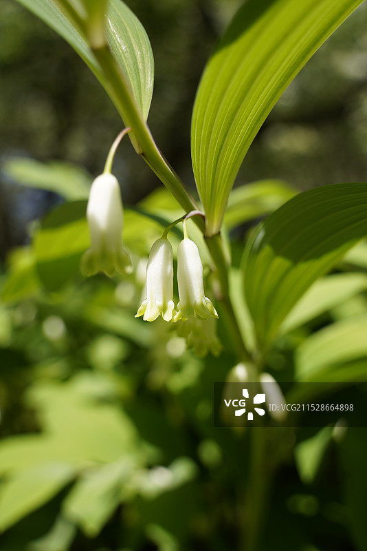 北京天坛公园的玉竹花图片素材