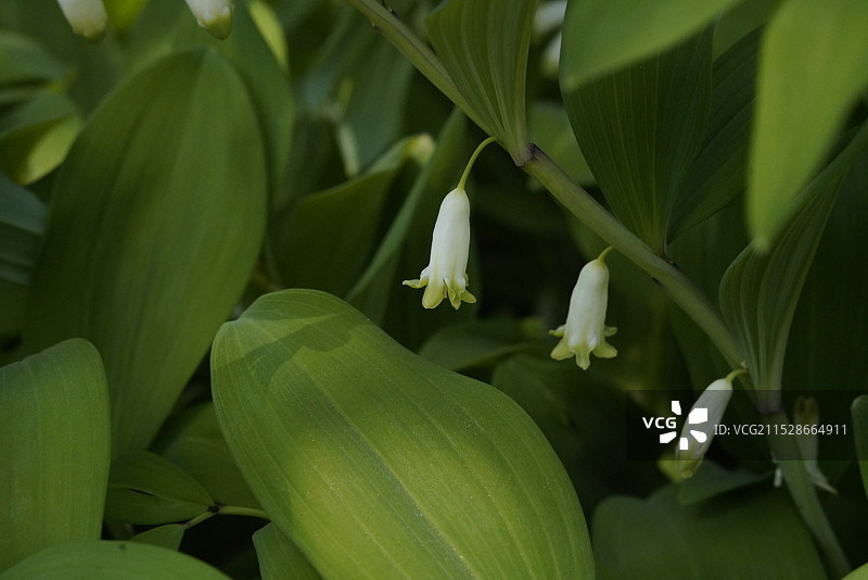 北京天坛公园的玉竹花图片素材