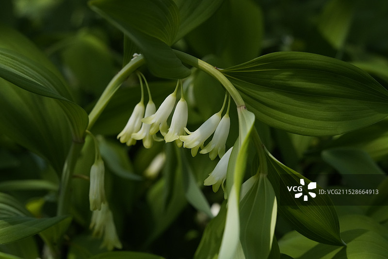 北京天坛公园的玉竹花图片素材