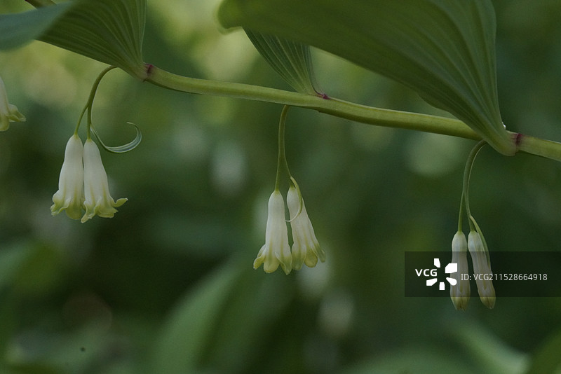 北京天坛公园的玉竹花图片素材