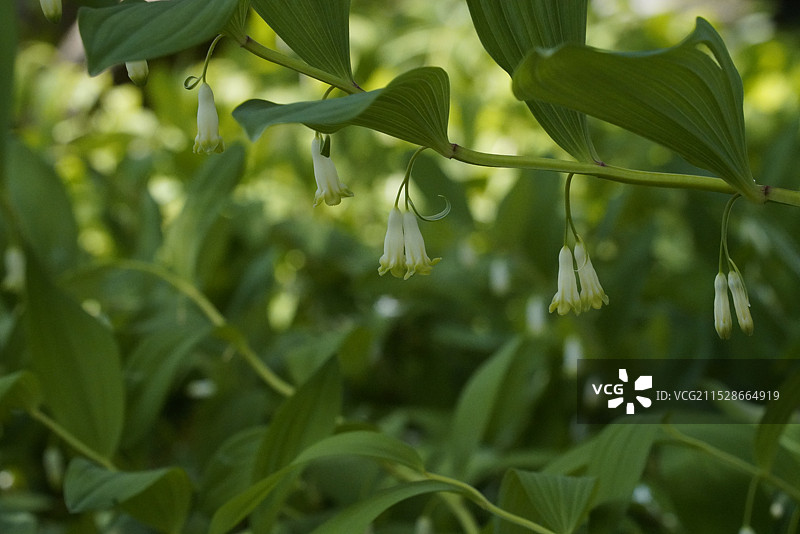 北京天坛公园的玉竹花图片素材