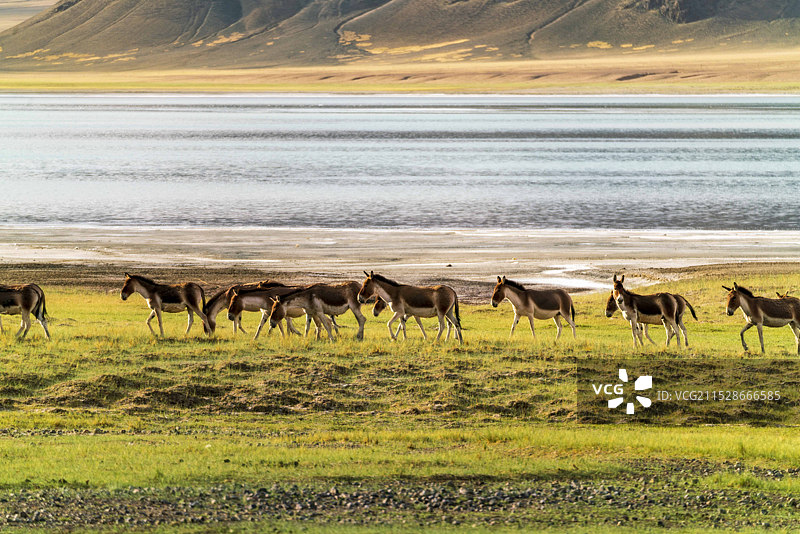 西藏阿里高原上的野生动物图片素材