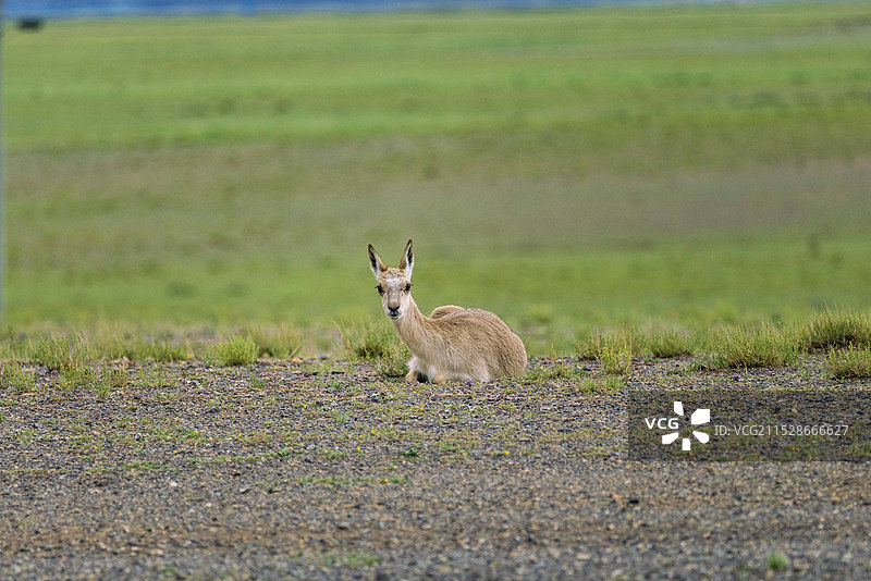 西藏阿里高原上的野生动物图片素材