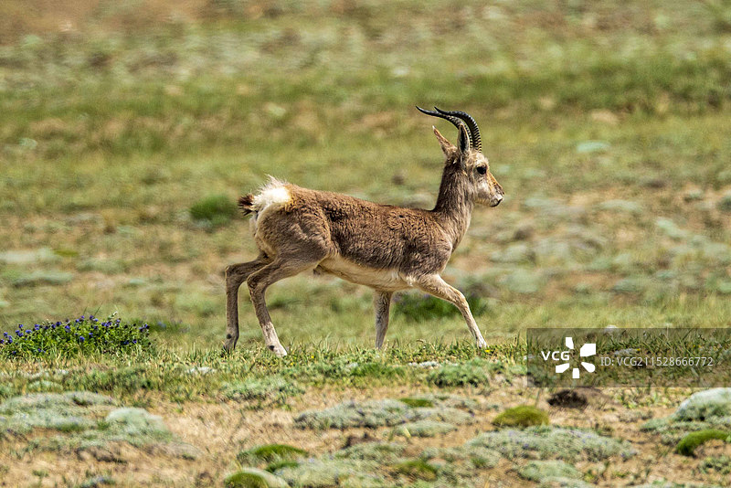 西藏的野生动物图片素材