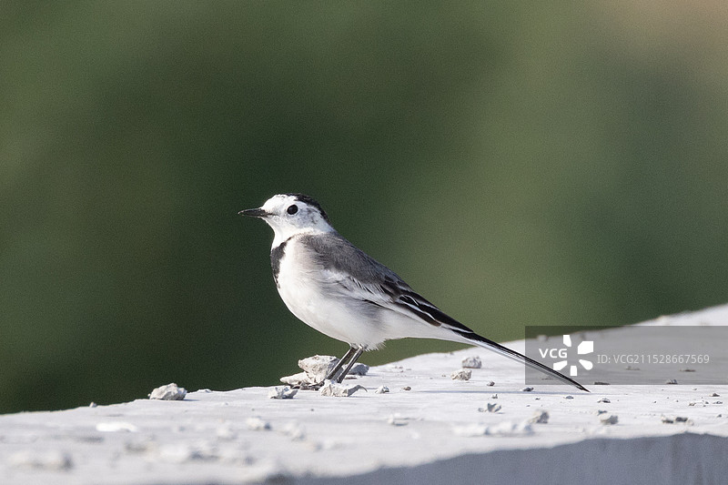 白鹡鸰图片素材