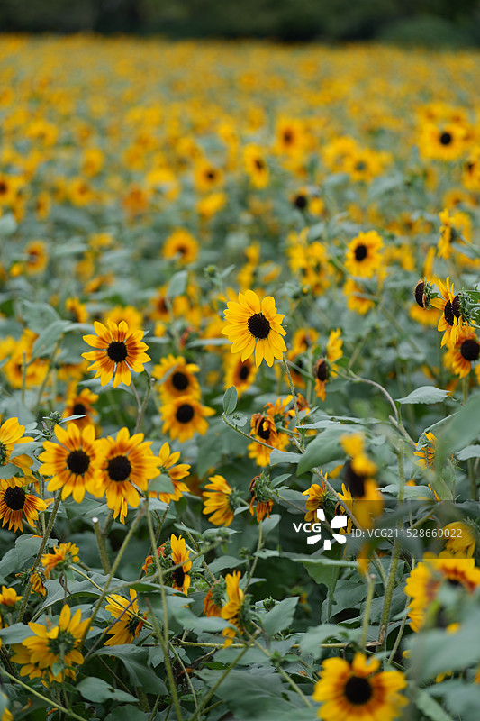 向日葵图片素材