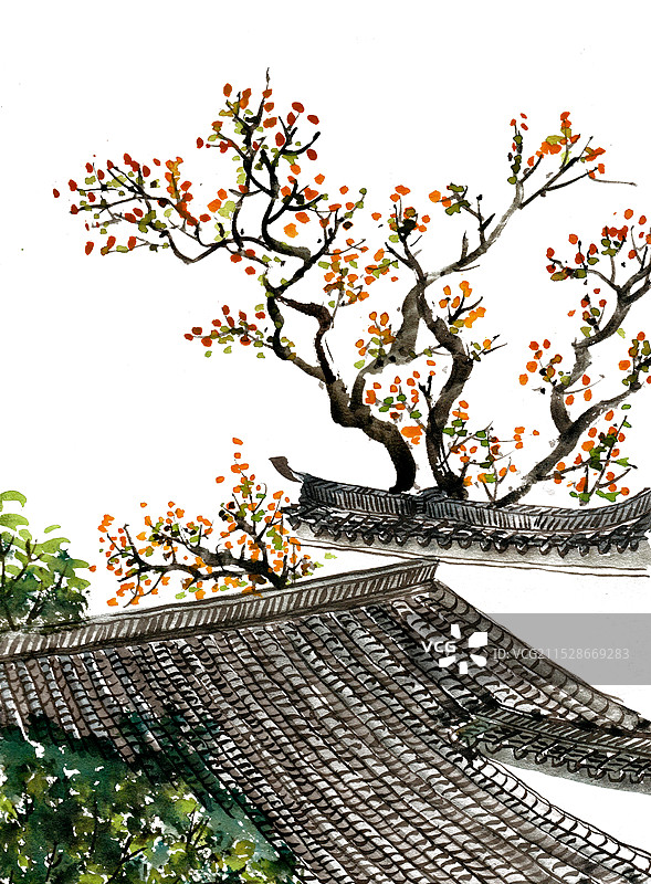 屋檐上的柿子树图片素材