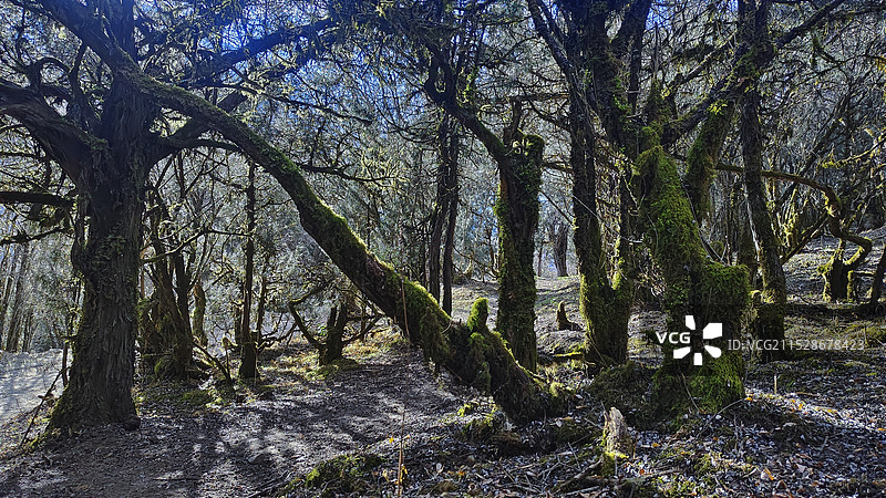 川西四姑娘山长坪沟的原始森林图片素材