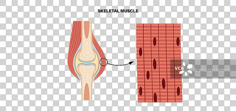 骨骼肌组织图片素材