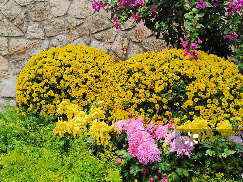 黄花植物的高角度观察图片素材