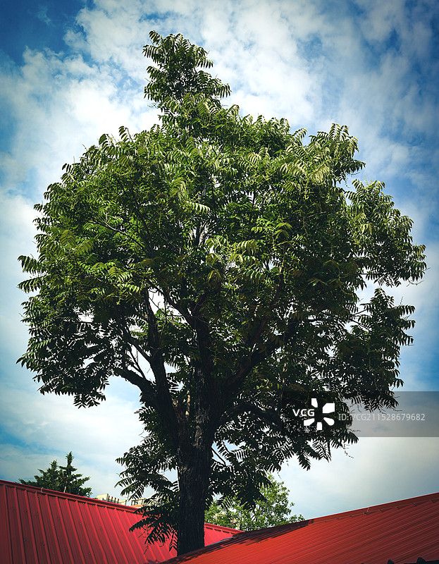 房顶上的大树图片素材