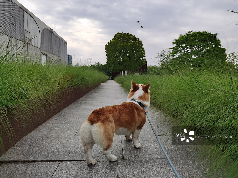 宠物狗图片素材