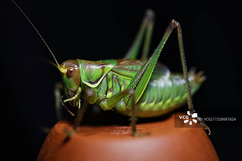 夏虫语冰图片素材