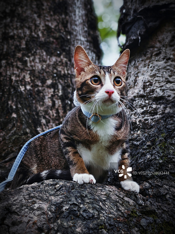 树干上的猫画像图片素材
