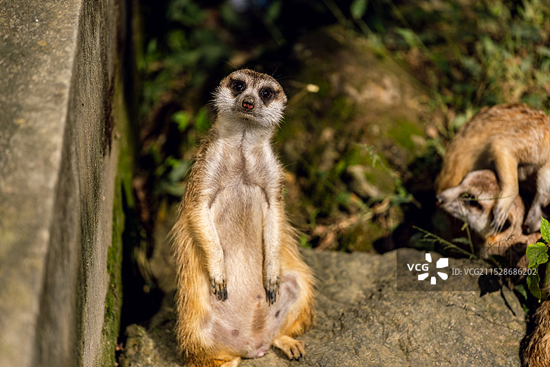 细尾獴图片素材