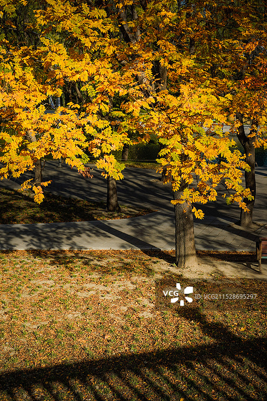 北京朝阳公园秋天杨树与银杏落叶图片素材