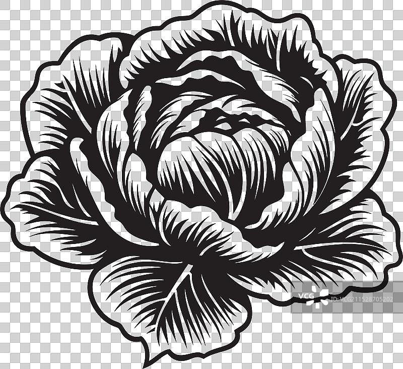 卷心菜编年史：探索丰富的历史图片素材