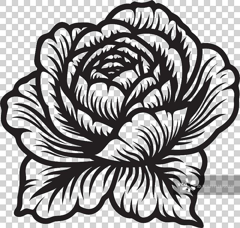 卷心菜热潮：让卷心菜爱好者兴奋的食谱图片素材