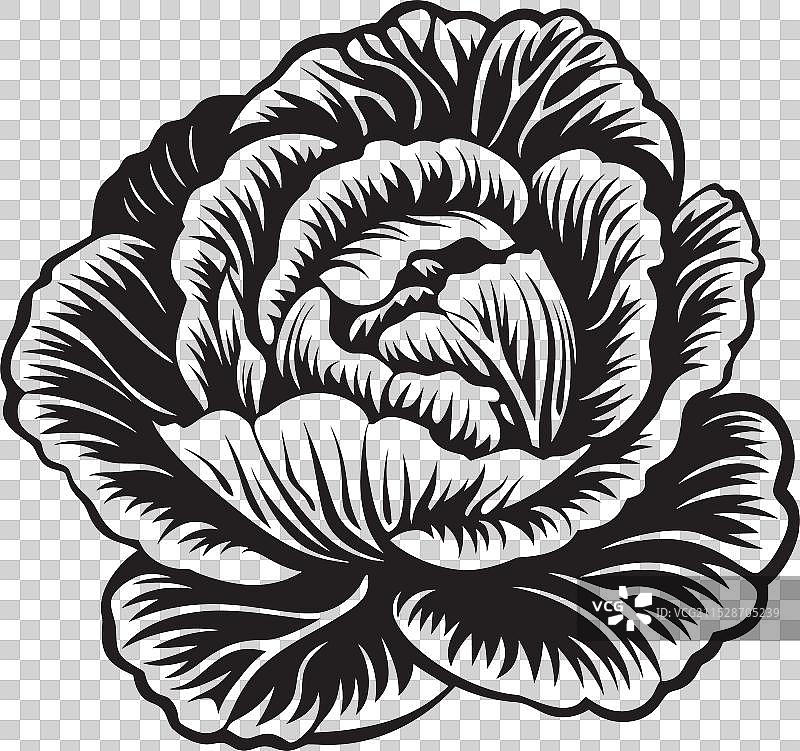 卷心菜的魔力提升了日常菜肴的风味图片素材