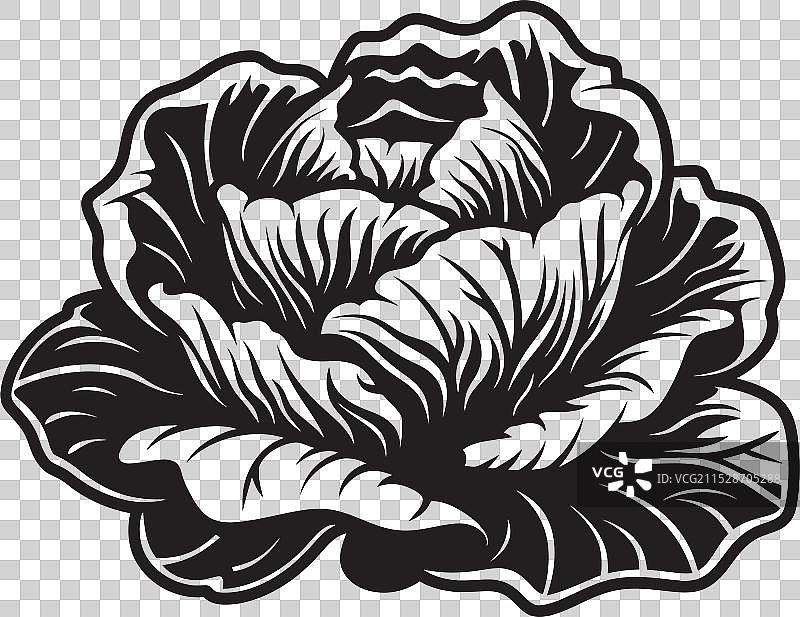 卷心菜的烹饪小贴士和技巧图片素材