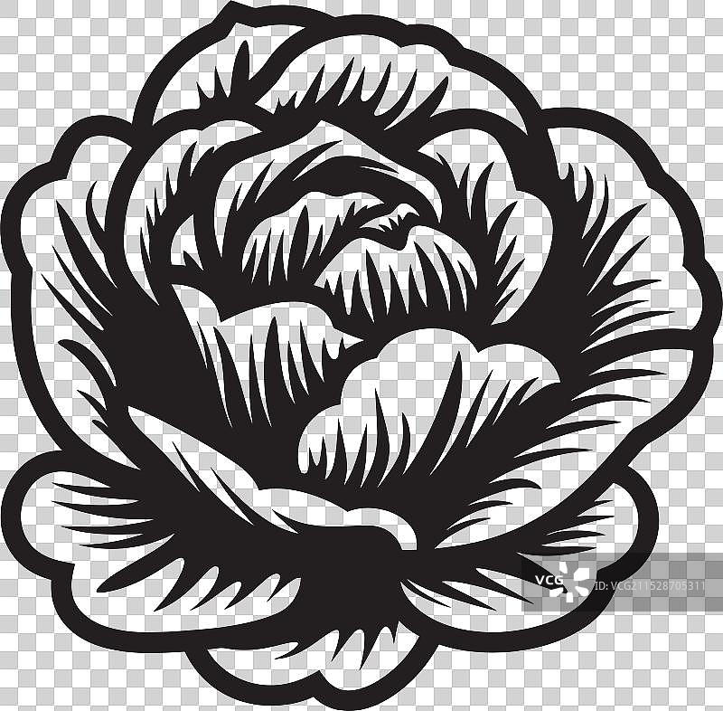 卷心菜的机密内幕：完美的秘密图片素材