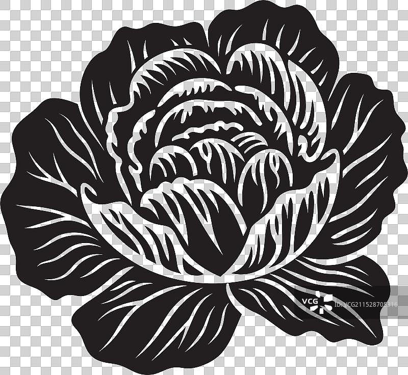 卷心菜编年史：揭示烹饪的秘密图片素材