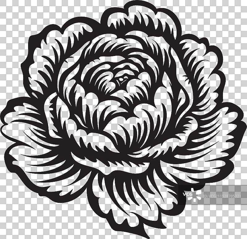 创新的卷心菜食谱，为你的菜肴增添风味图片素材