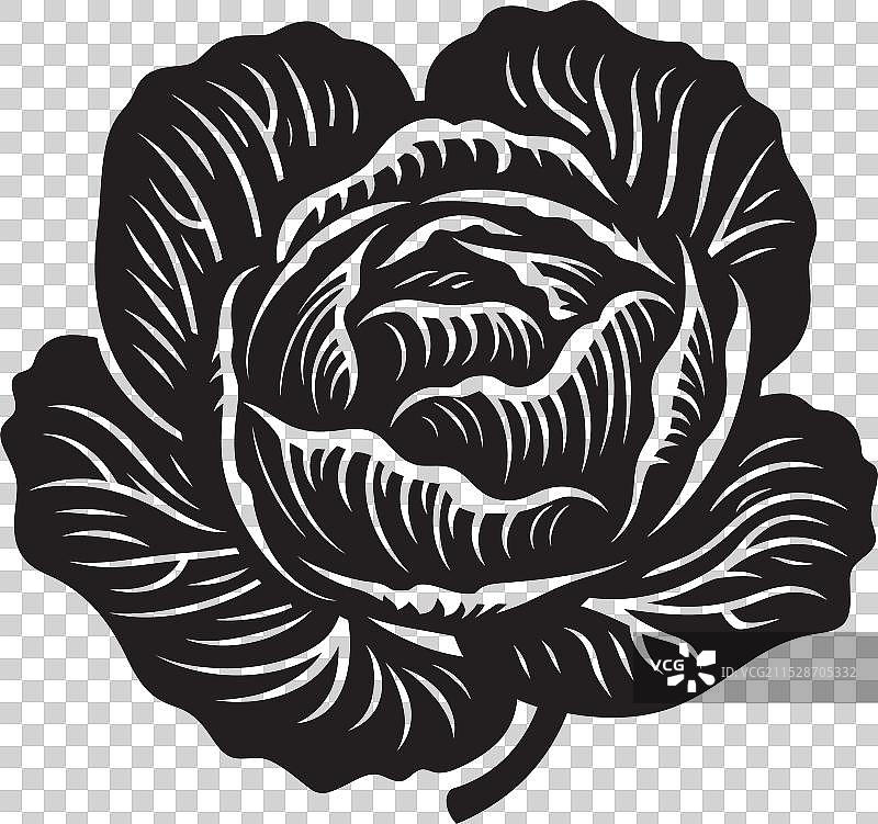 卷心菜伴侣，充分利用你的卷心菜图片素材