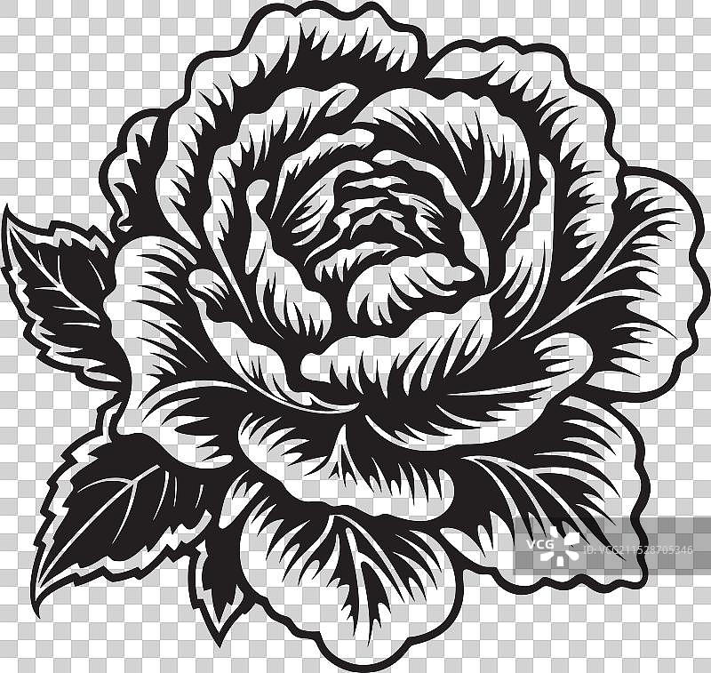 卷心菜编年史：追溯演变过程图片素材