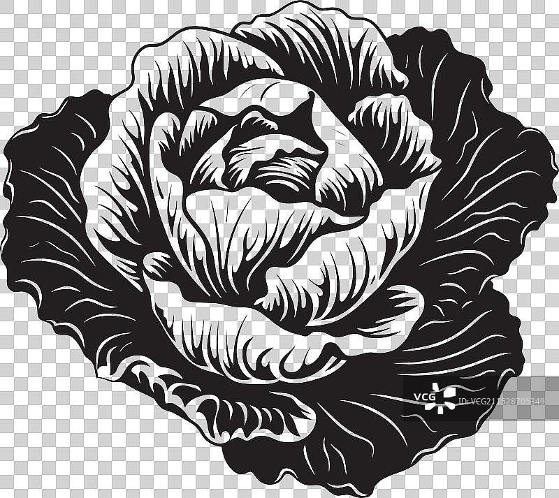 卷心菜编年史：探索烹饪艺术图片素材