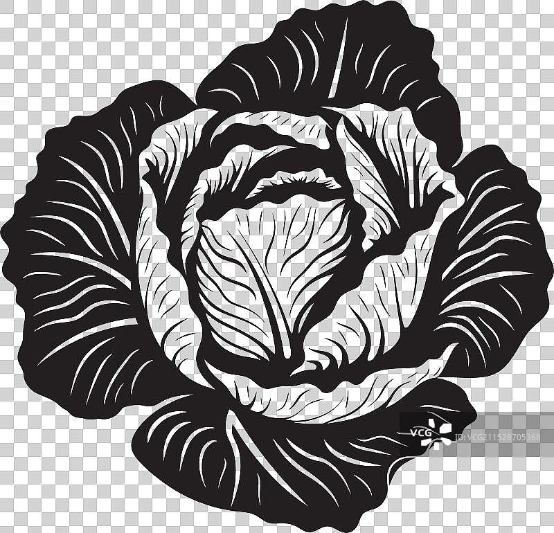 卷心菜热潮：享受卷心菜的新奇方式图片素材