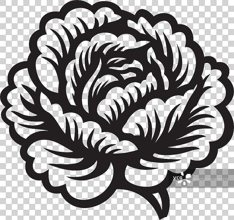 卷心菜的忏悔：来自内部的秘密图片素材