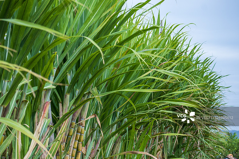 果园里种植着大量的甘蔗，生长旺盛，甘蔗丰收图片素材