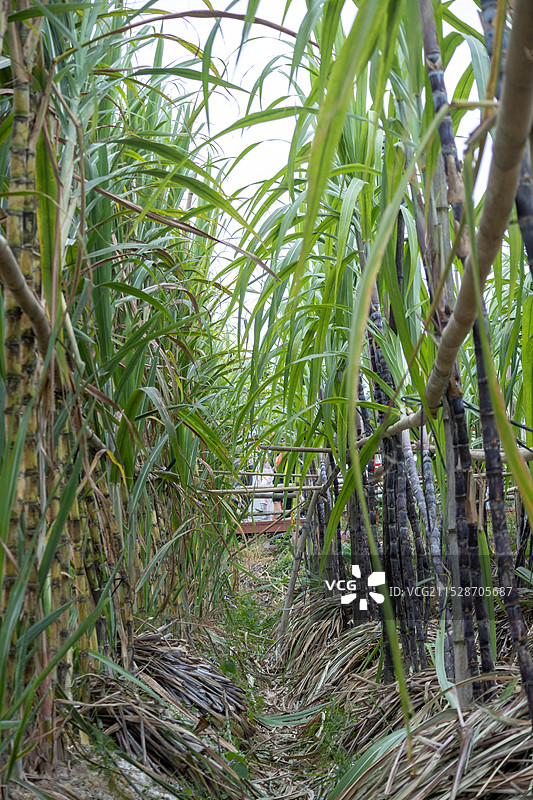 乡村甘蔗种植带动农村经济发展，农业振兴丰收喜悦图片素材