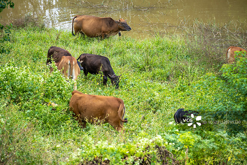 乡村田园生活，耕牛在草地上自由觅食吃草图片素材