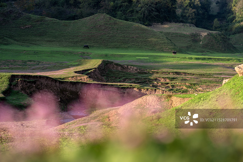 湖北恩施鳝孔坝湿地秋天蓼子草花开如油画般美丽图片素材