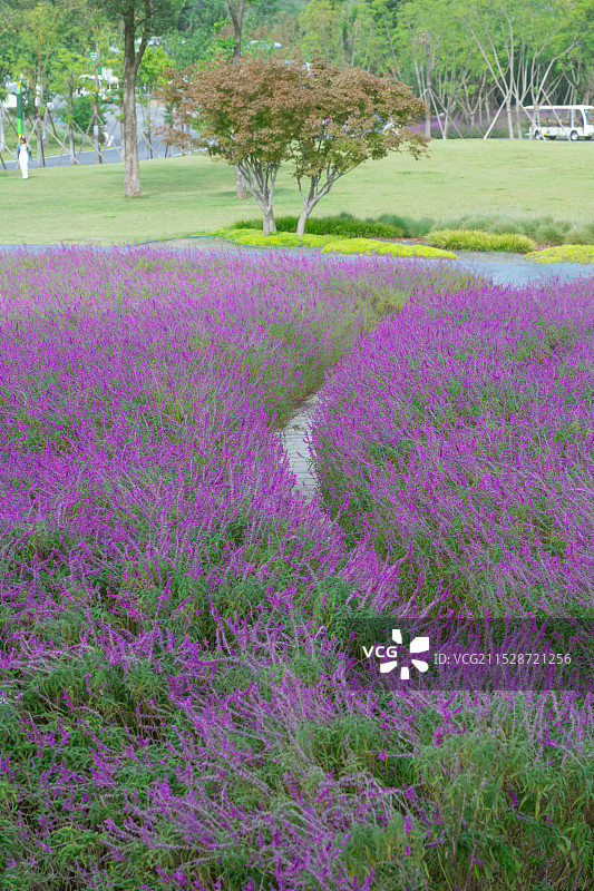 墨西哥灌木鼠尾草 紫鼠尾草图片素材