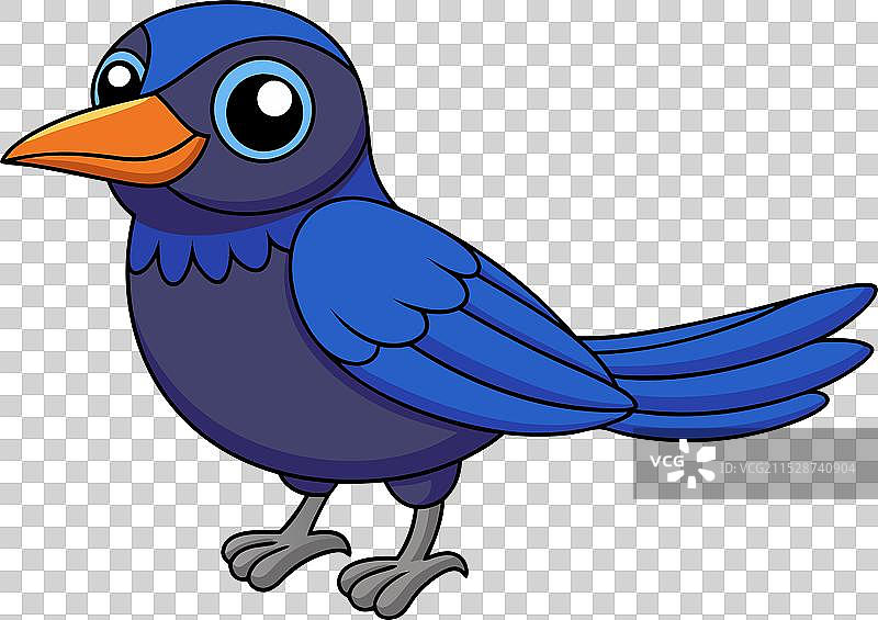 普通黑鸫图片素材