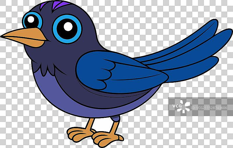 普通黑鸫图片素材