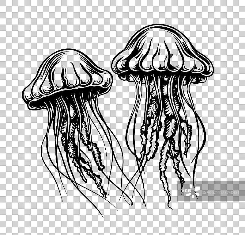 手绘水母图片素材