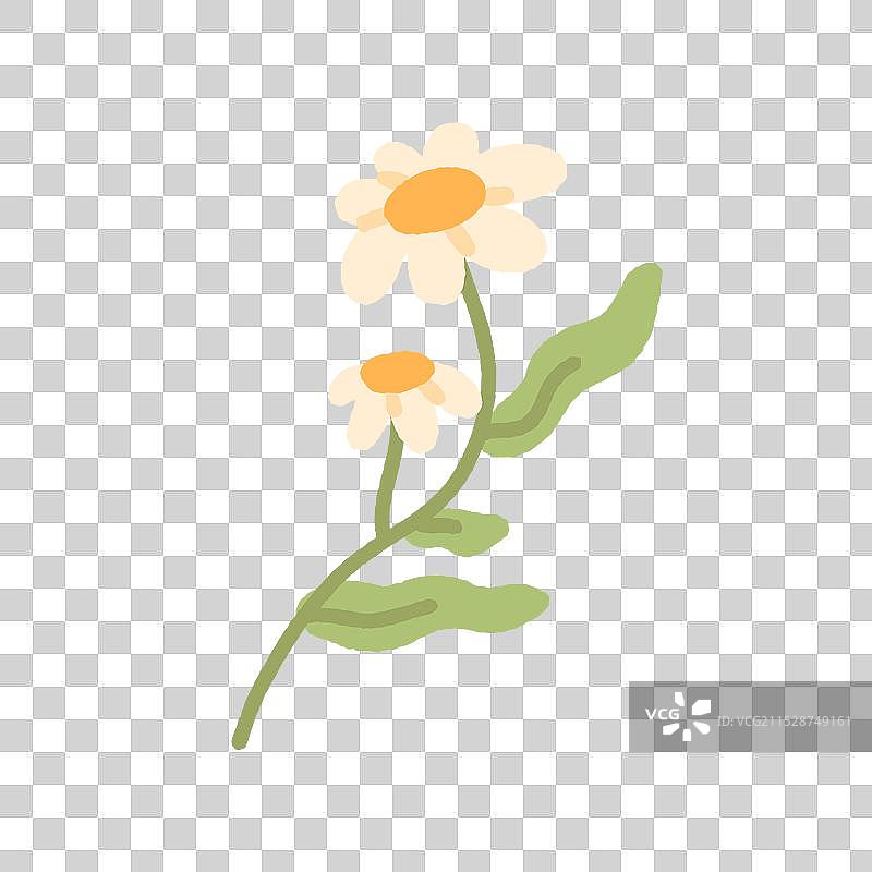 田野花朵，娇嫩的花卉植物盛开。图片素材