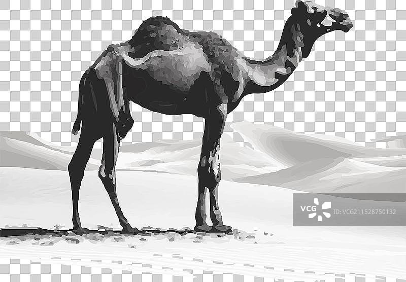 沙漠中行走的骆驼剪影图片素材