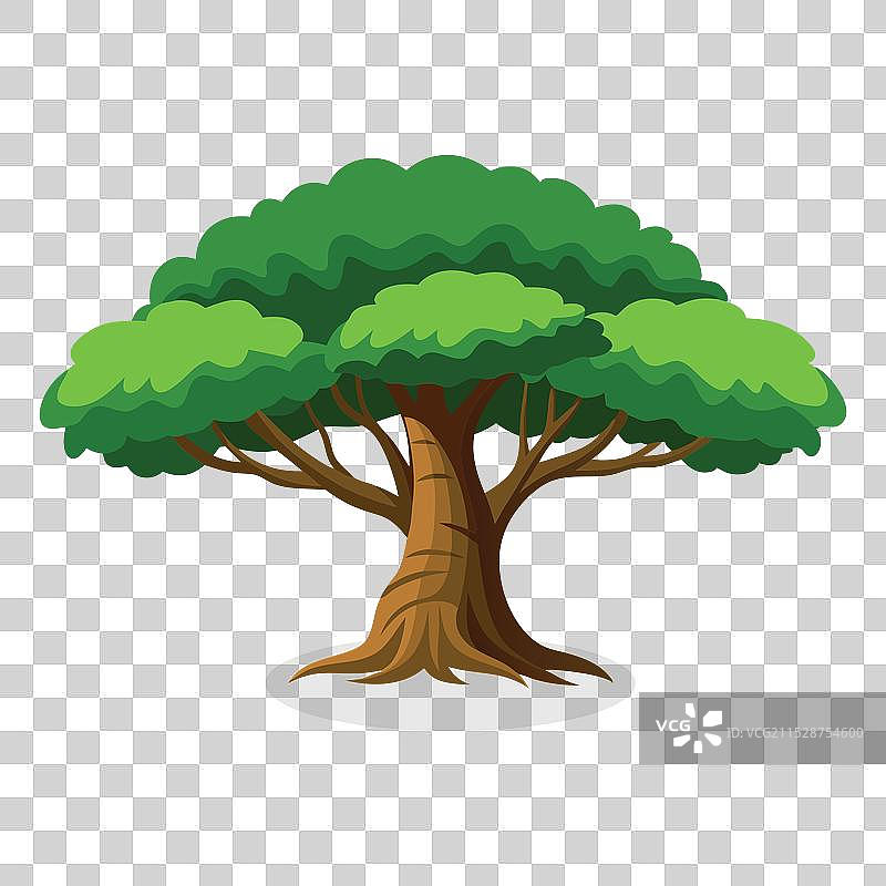 白色背景上的榕树图片素材