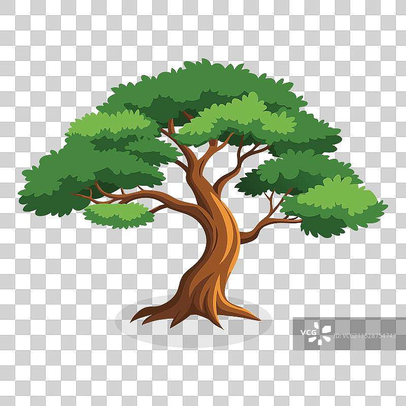 白色背景上的平铺杜松树图片素材